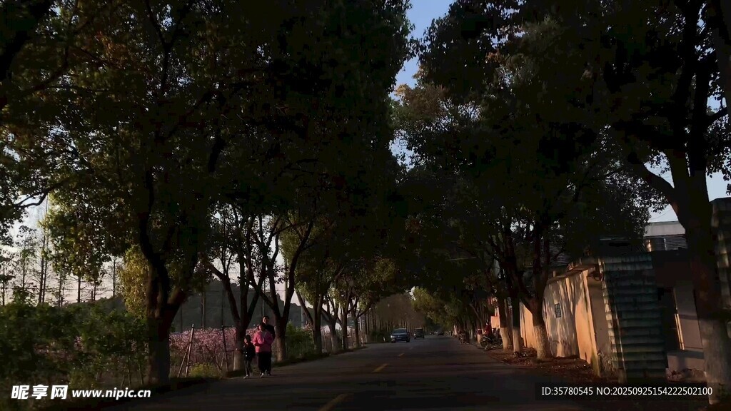 林荫小道的静谧黄昏