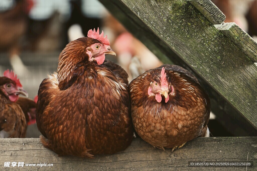 木栏旁的几只棕色母鸡