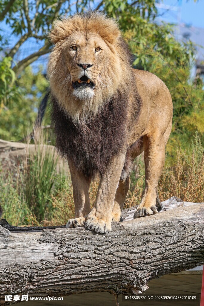 雄狮立于树干上