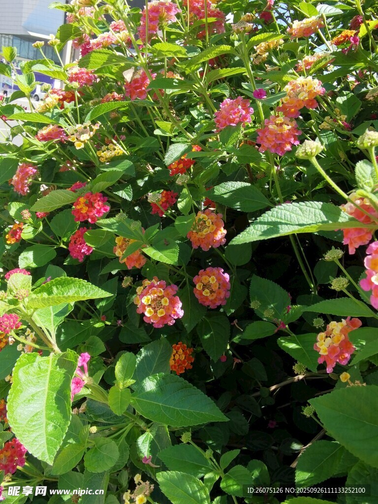 繁花绿叶的绚烂植物景观