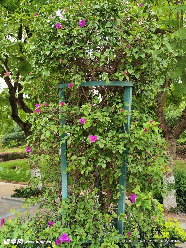 花园中繁茂的绿植花架