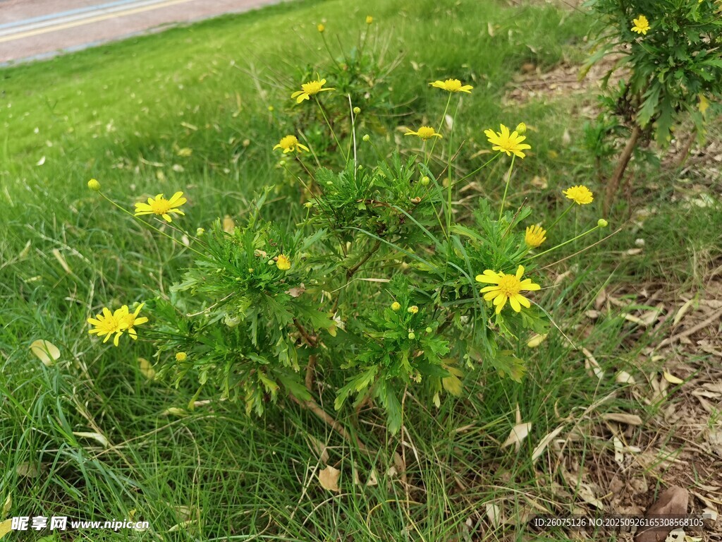 草地上的黄色小花绽放