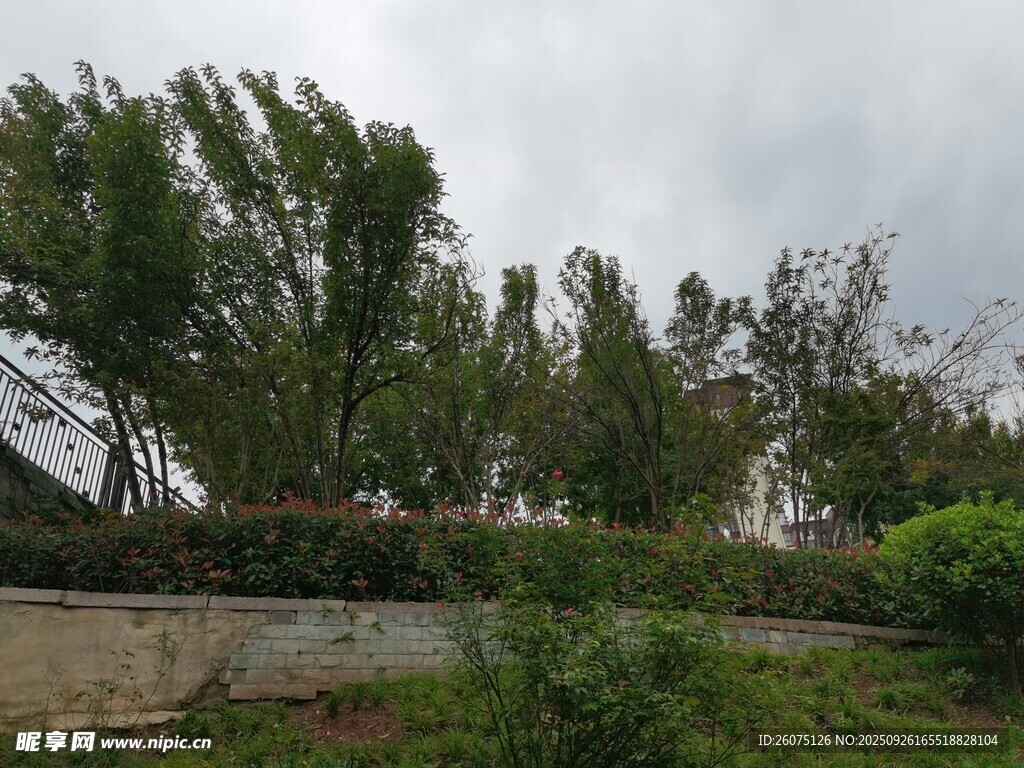 户外绿树环绕的自然景致