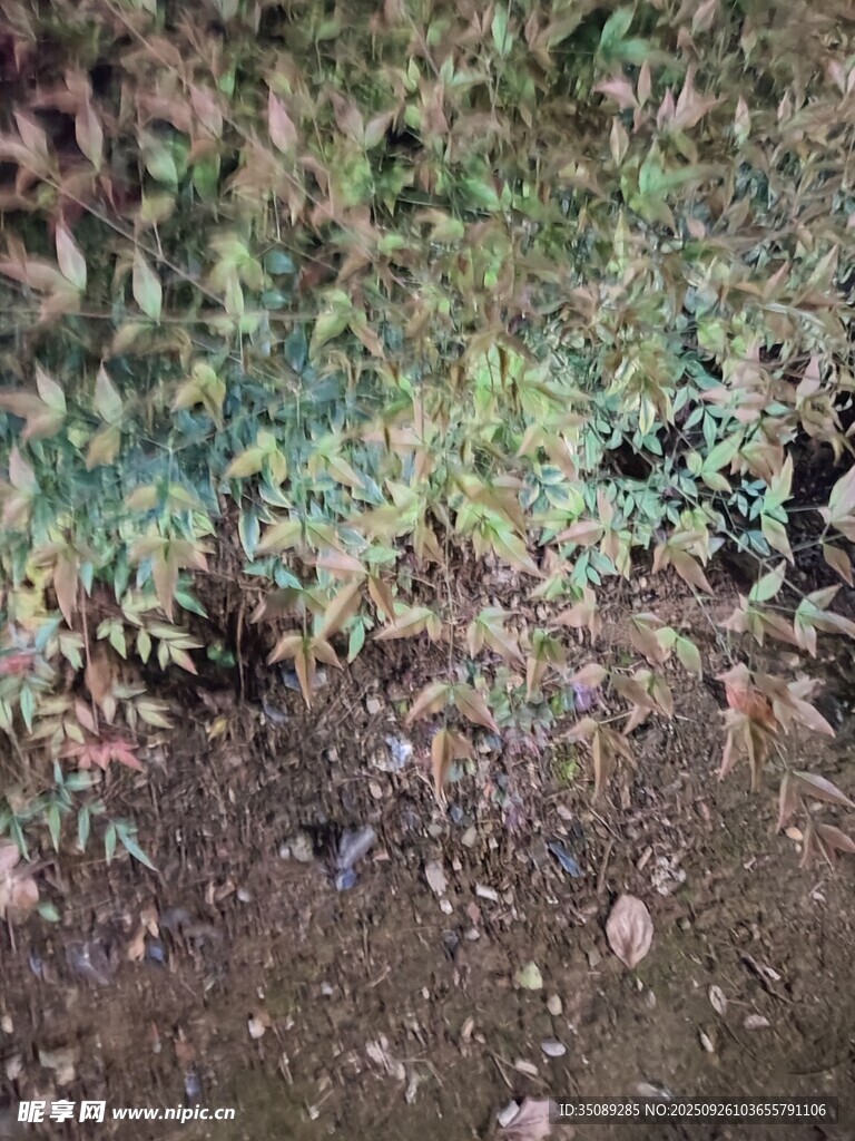 地面上的植物与土壤景象