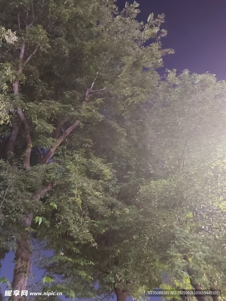 林间晨光洒绿叶