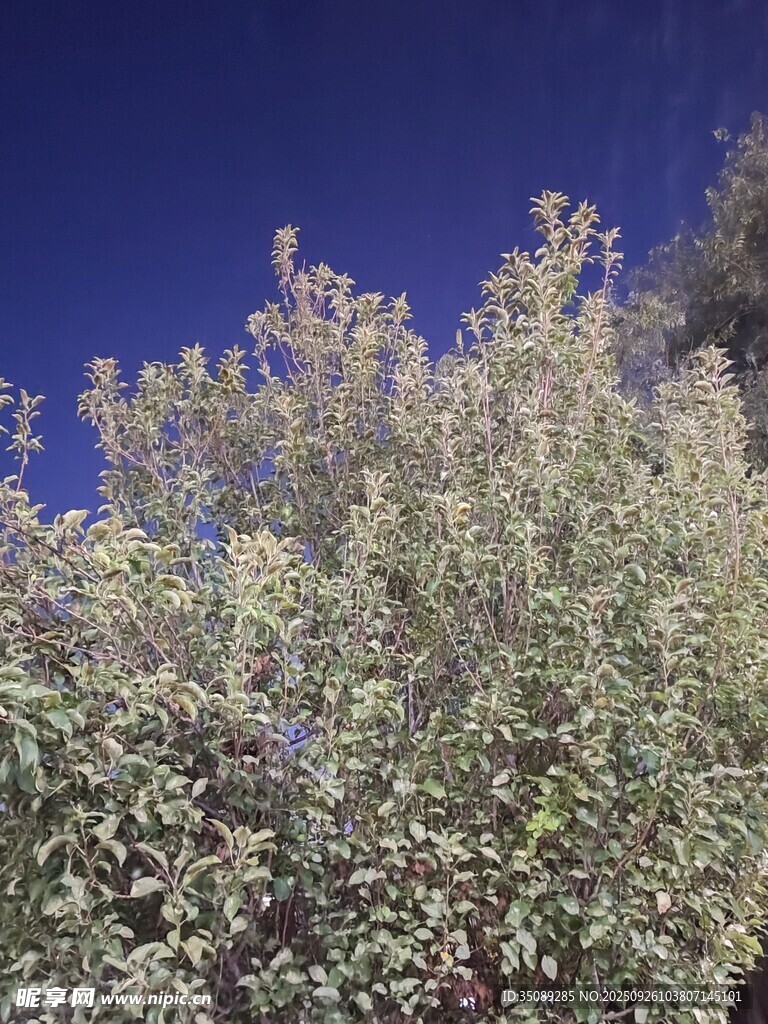 阳光下的繁茂绿植