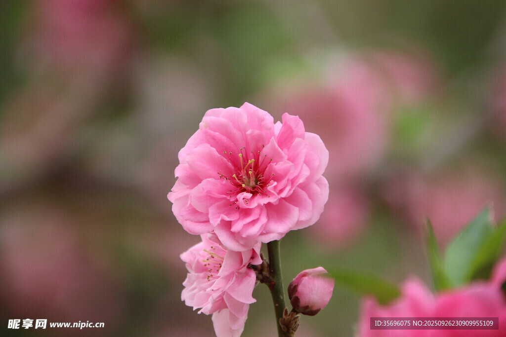 娇艳粉色桃花特写