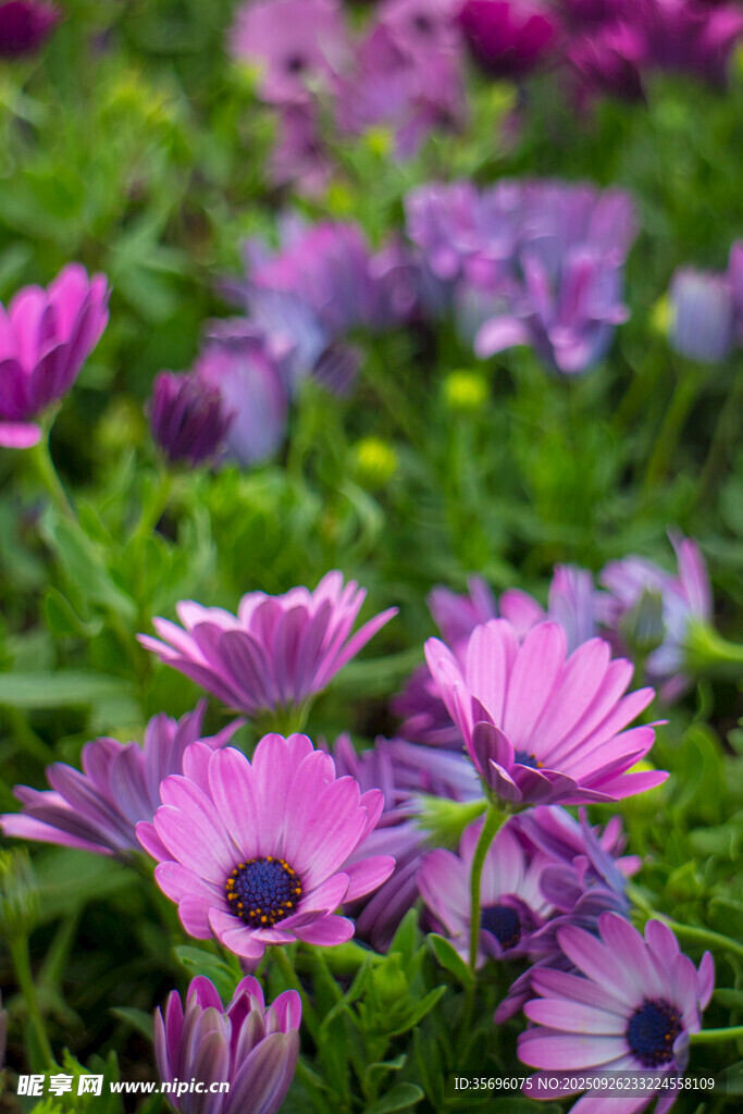 烂漫紫花绽放于绿野间