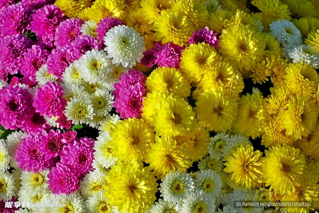多彩缤纷鲜花绽放