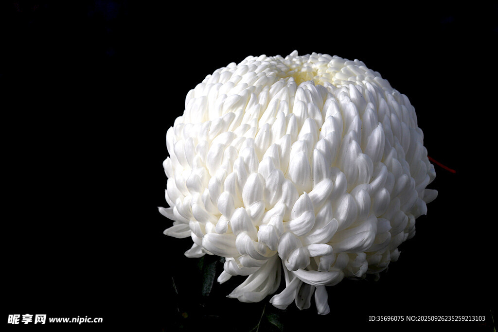 白色绒球状菊花特写