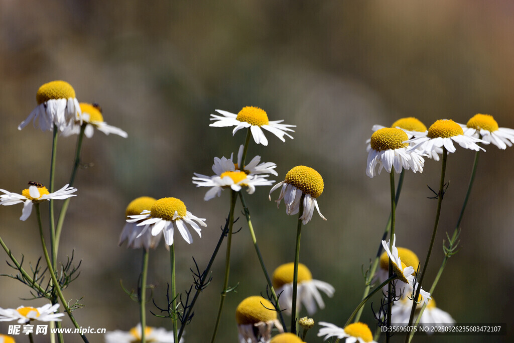 清新雏菊绽放美丽瞬间