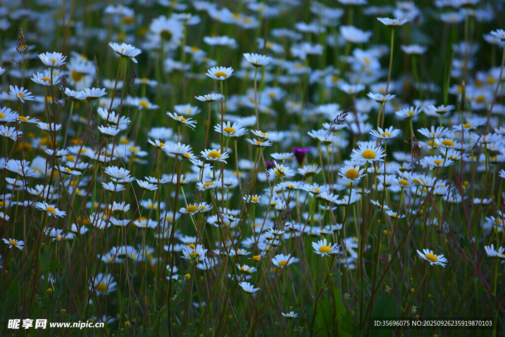 春日雏菊绽放的美丽草地