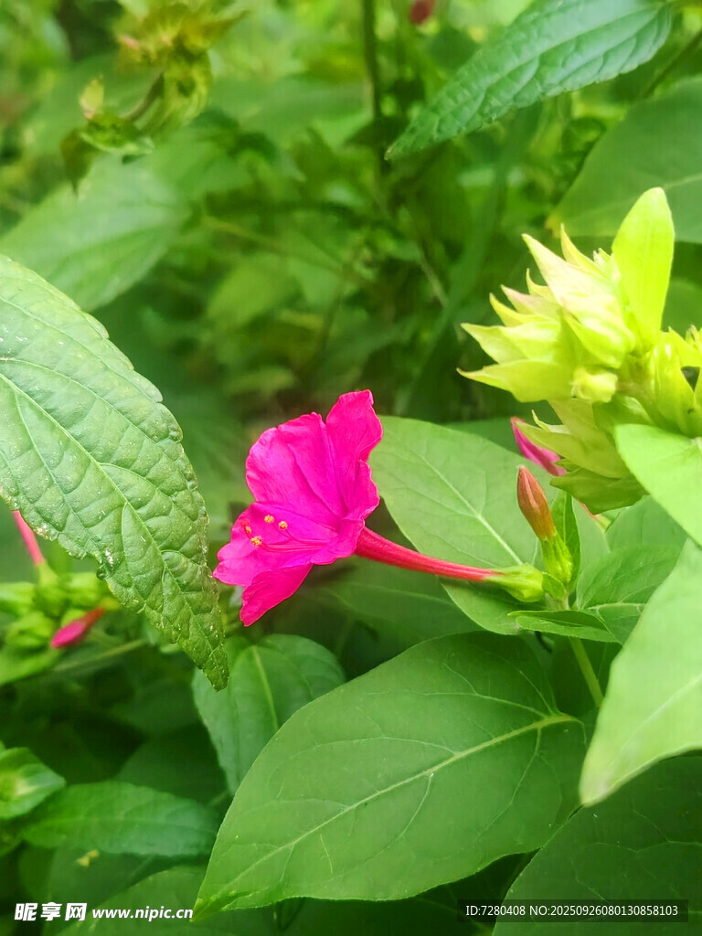 娇艳粉色花朵绽于绿叶间