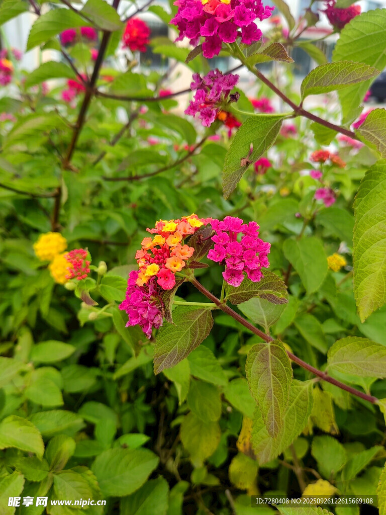 多彩花卉绽放绿意间