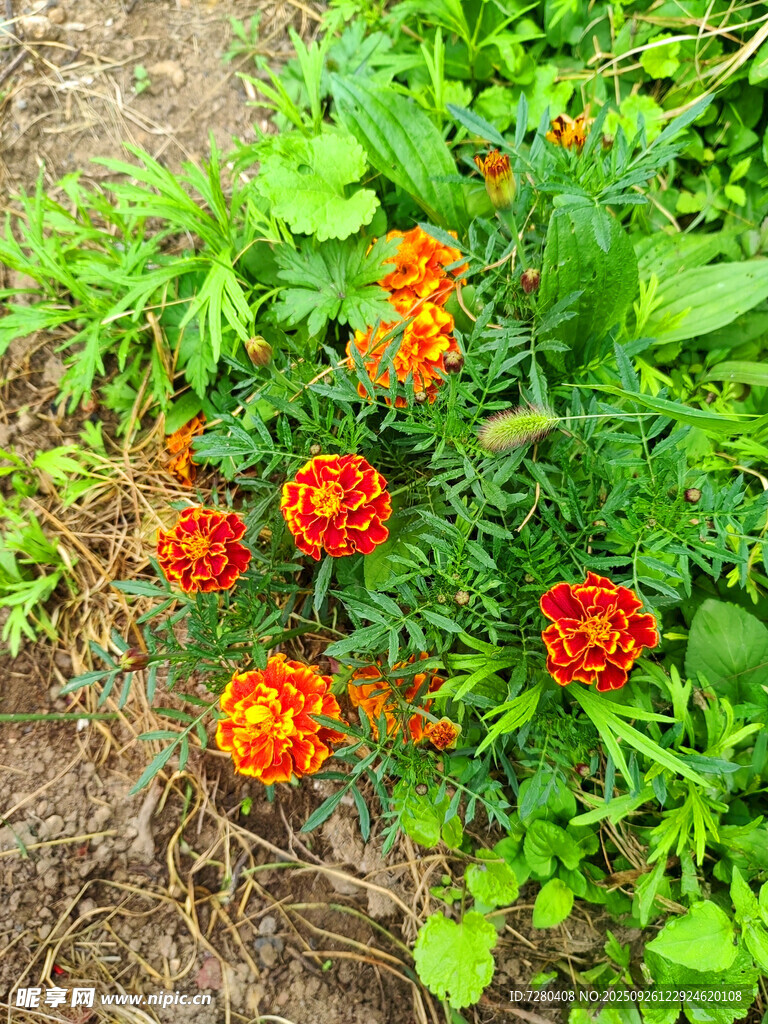 鲜艳万寿菊绽放于绿地