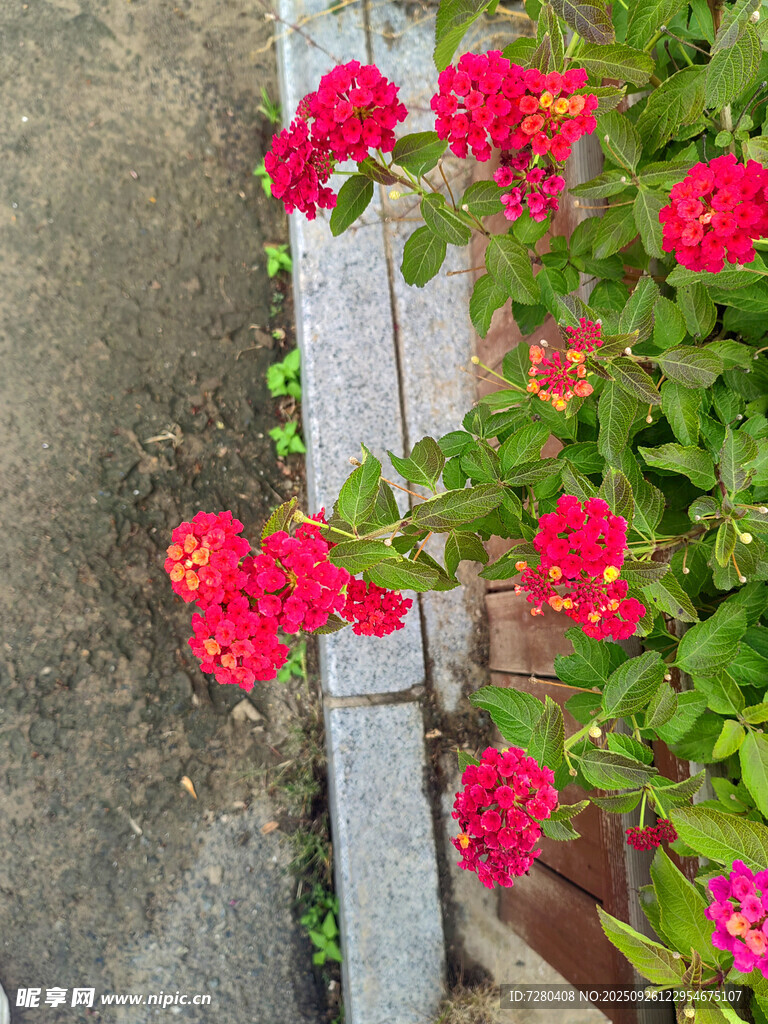 墙边绽放的鲜艳红蔷薇