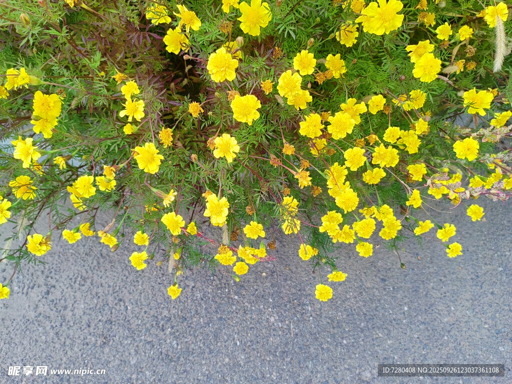 路边绽放的黄色小花