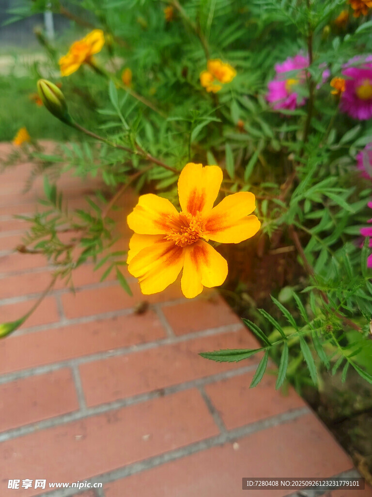 砖缝间绽放的多彩花朵