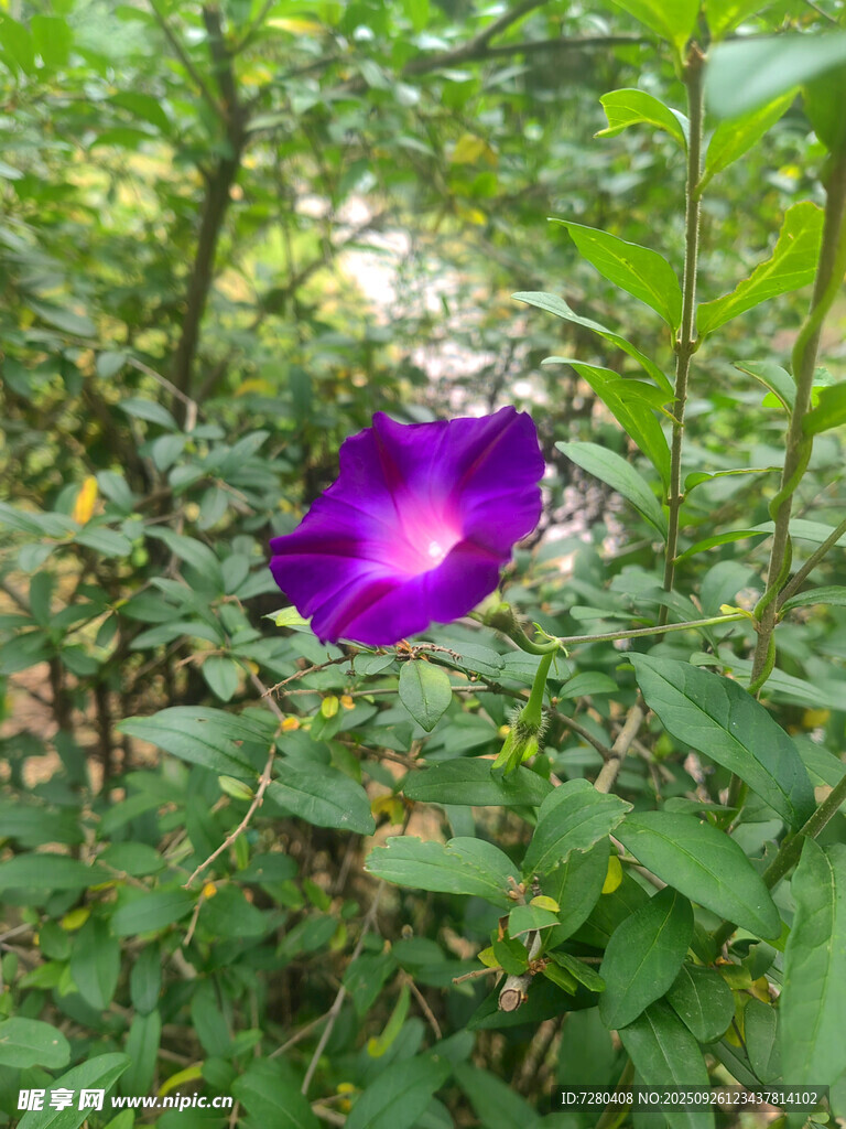 紫色牵牛花绽放于绿叶间