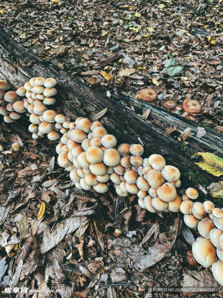 落叶中的丛生蘑菇