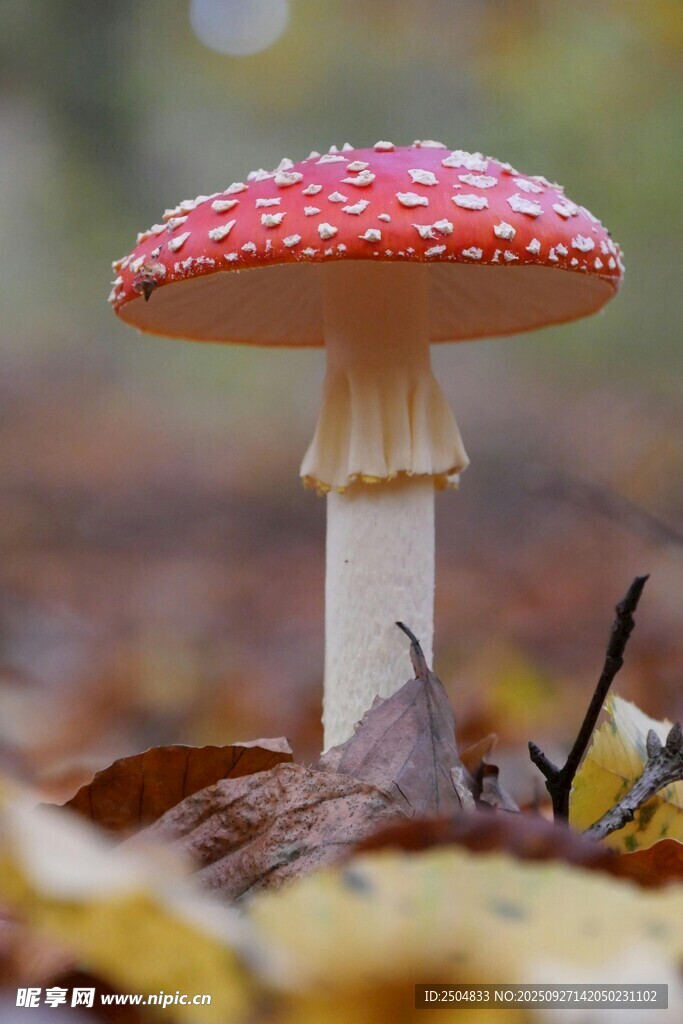 森林中的红色斑点蘑菇