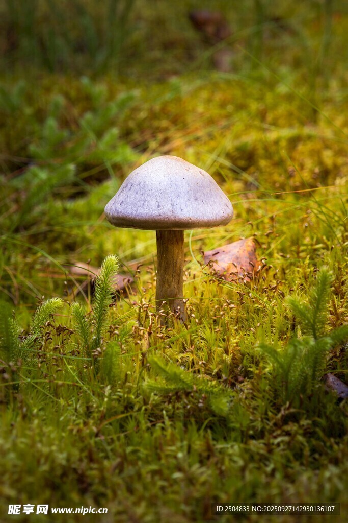 草地上的白色蘑菇