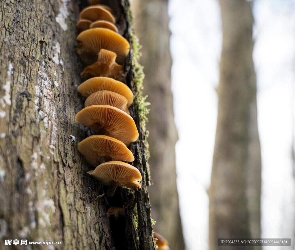 树干上的橙色蘑菇群