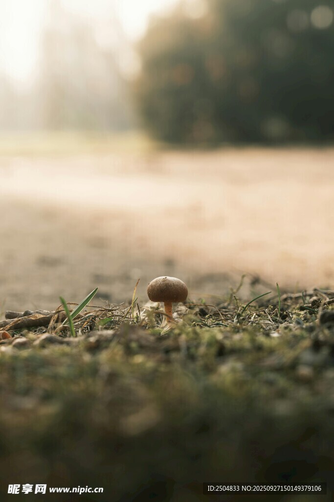 草地上的蘑菇特写