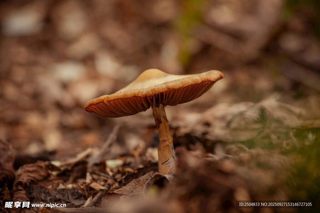 森林中的小巧棕色蘑菇