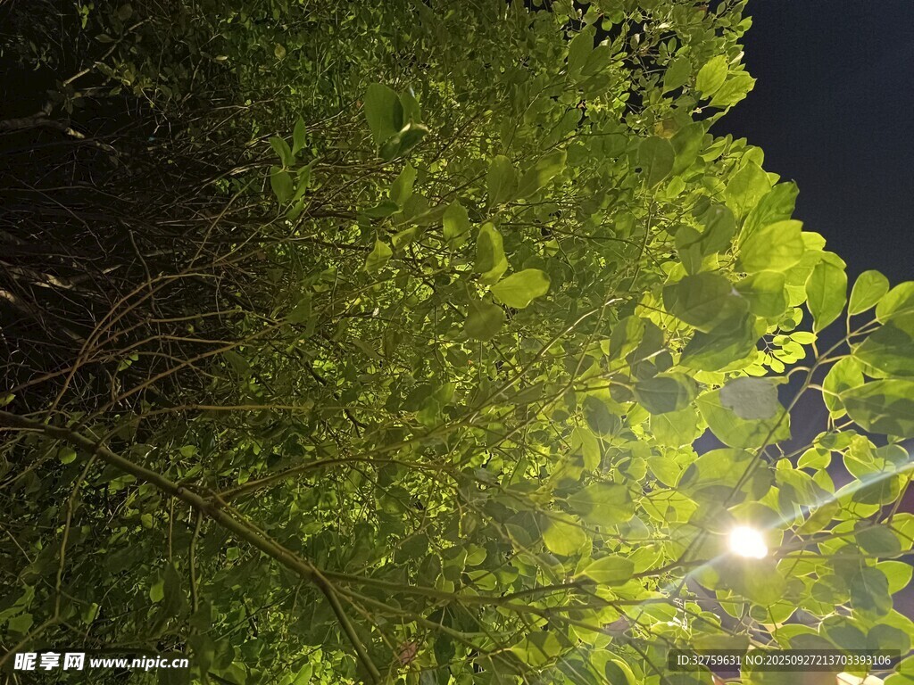 夜晚绿树间的璀璨灯光