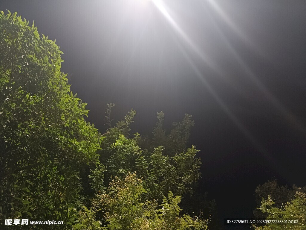 林间阳光穿透茂密绿植