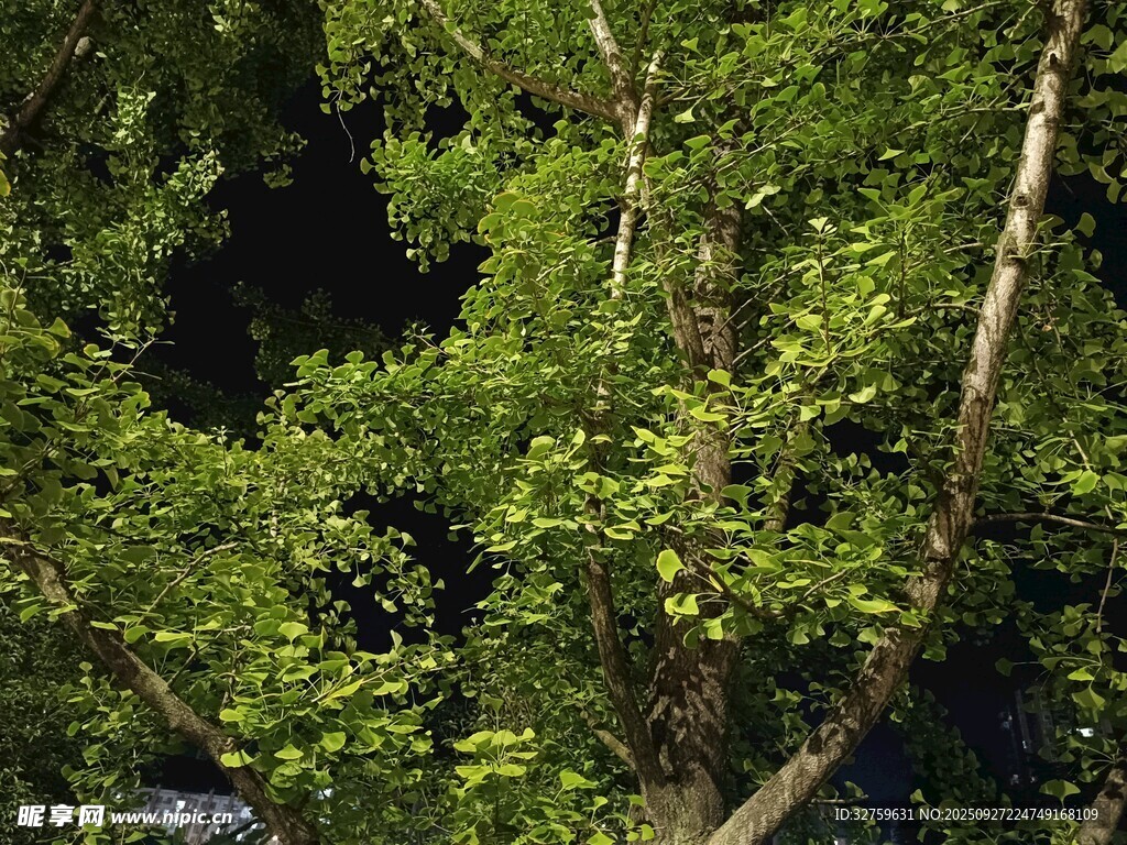 茂密树林中的绿意景象