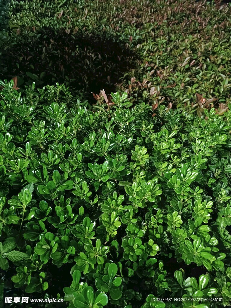 翠绿繁茂的地面绿植景观