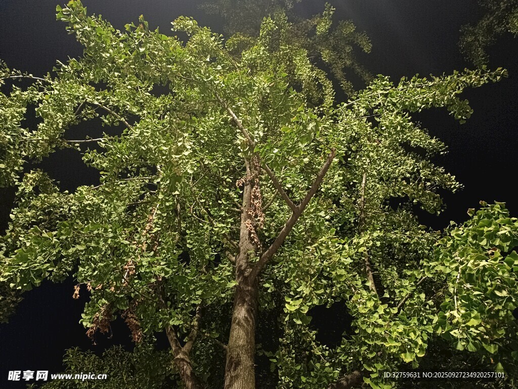 夜晚中的葱郁树木