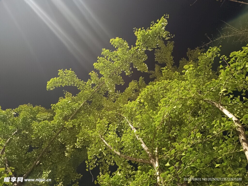 夜幕下的翠绿树梢