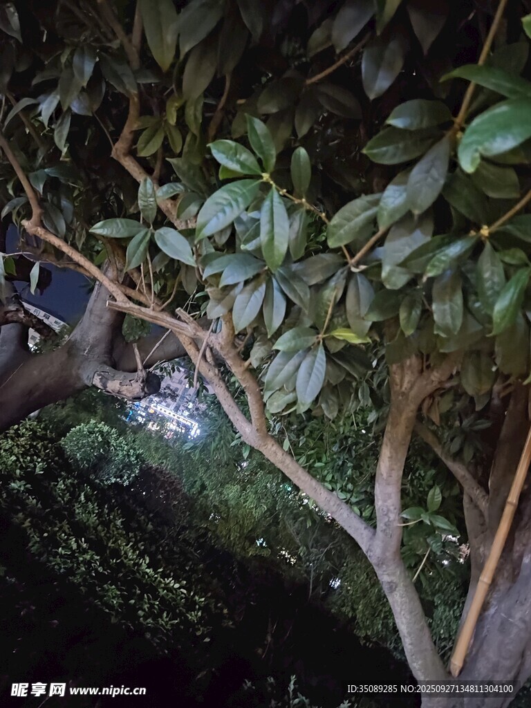 树上栖息的动物