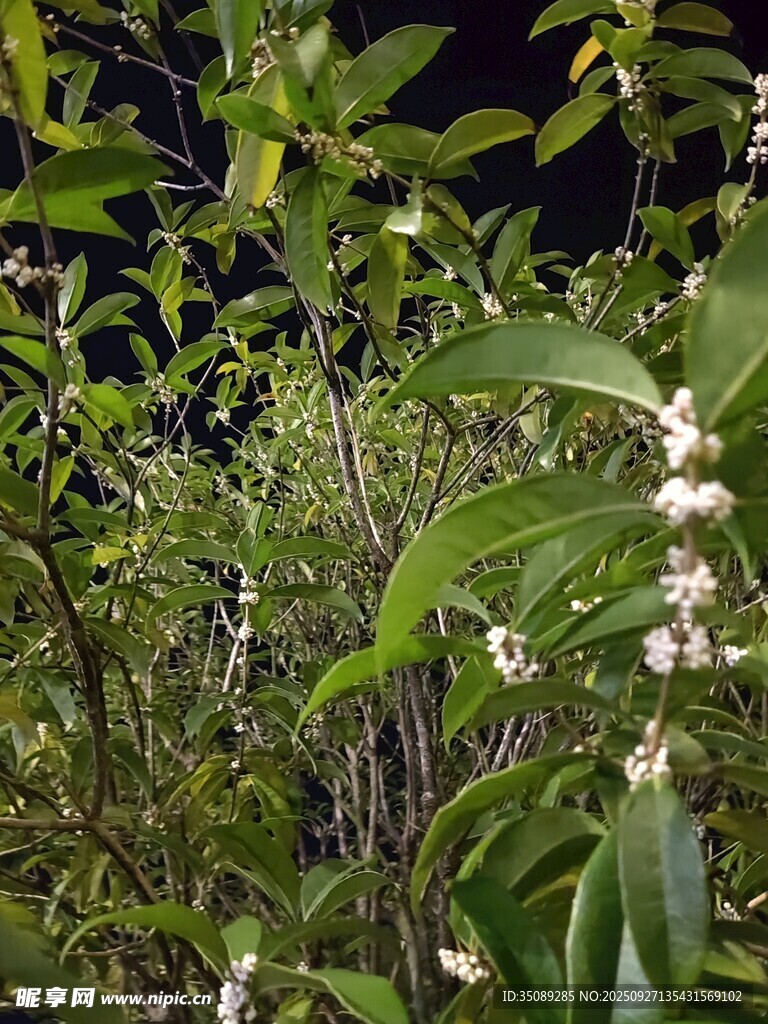 夜间繁茂的绿植与白色小花