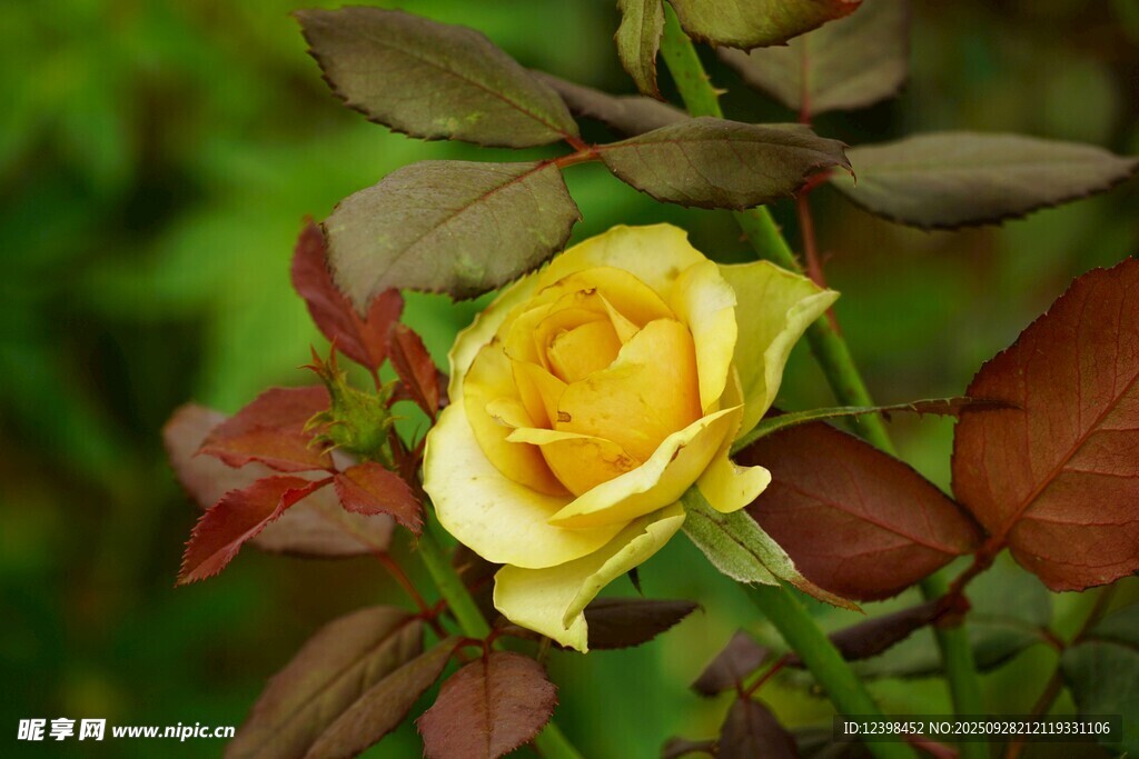 黄玫瑰绽放于绿叶间