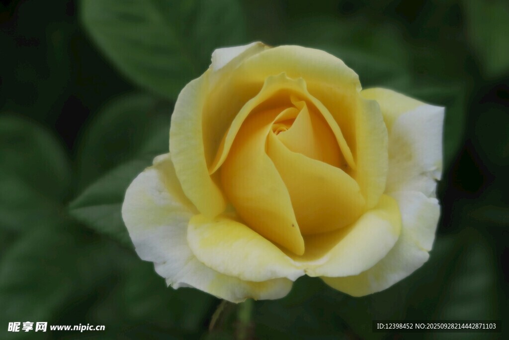 黄白相间的娇艳月季花