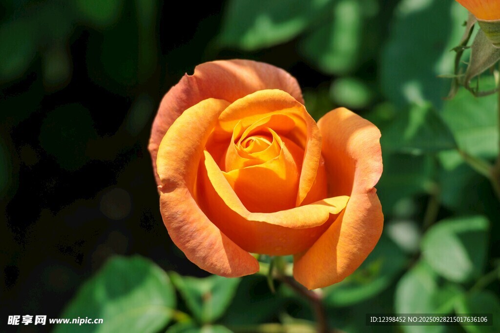 橙色娇艳玫瑰