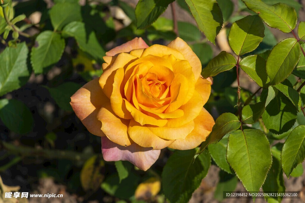 娇艳黄玫瑰绽放绿叶间