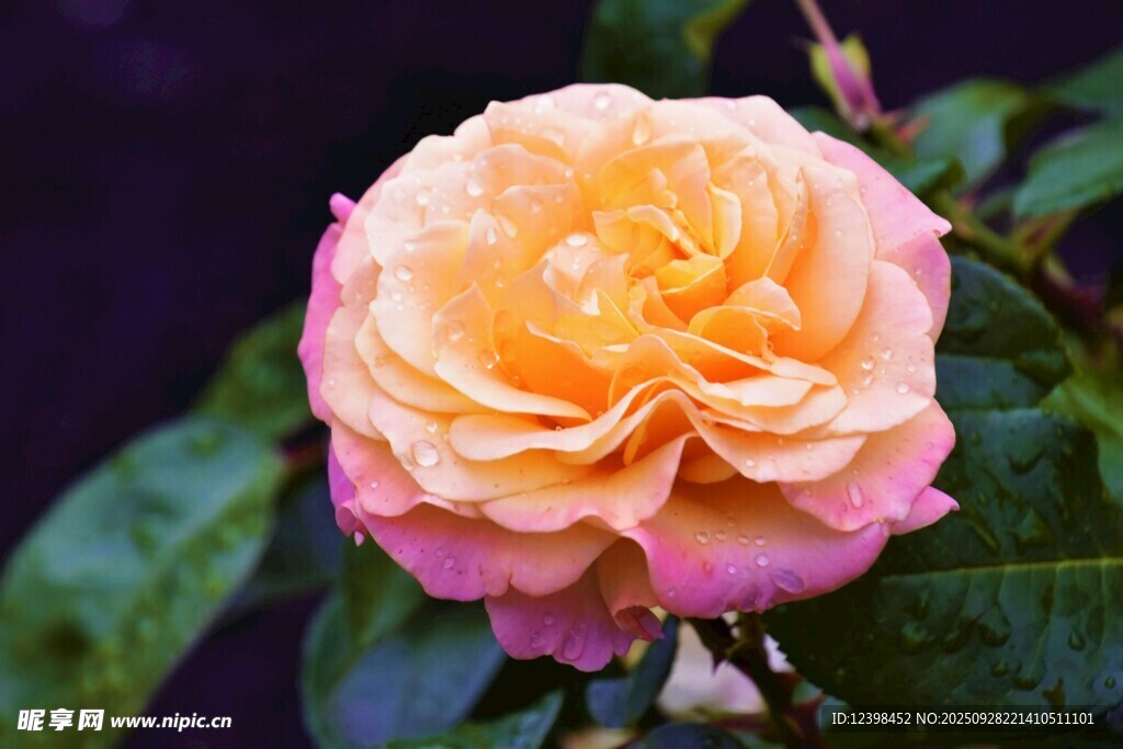 娇艳双色月季花