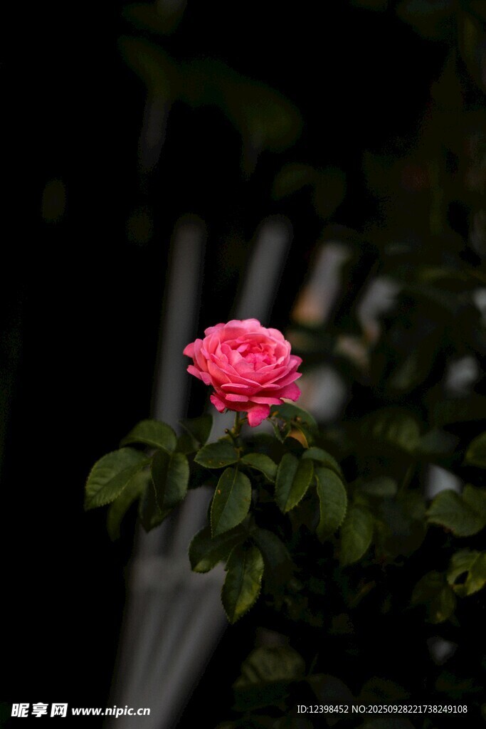 娇艳独放的粉色月季花