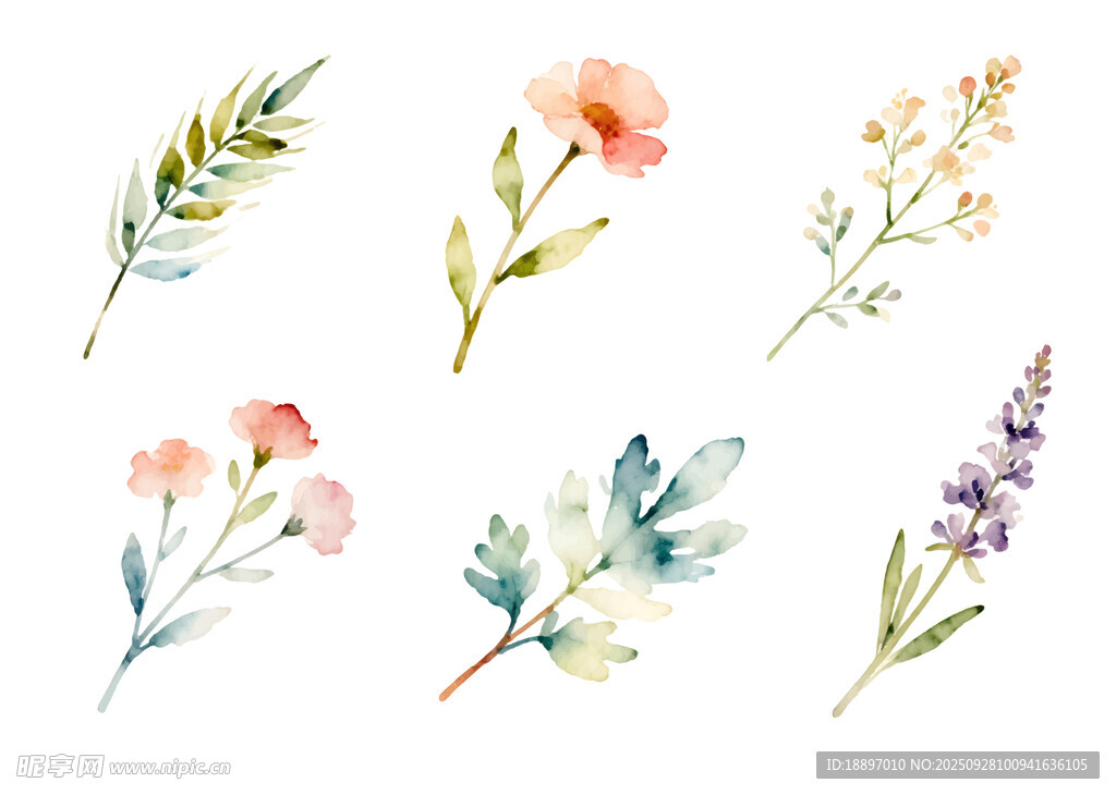 水彩花卉插画