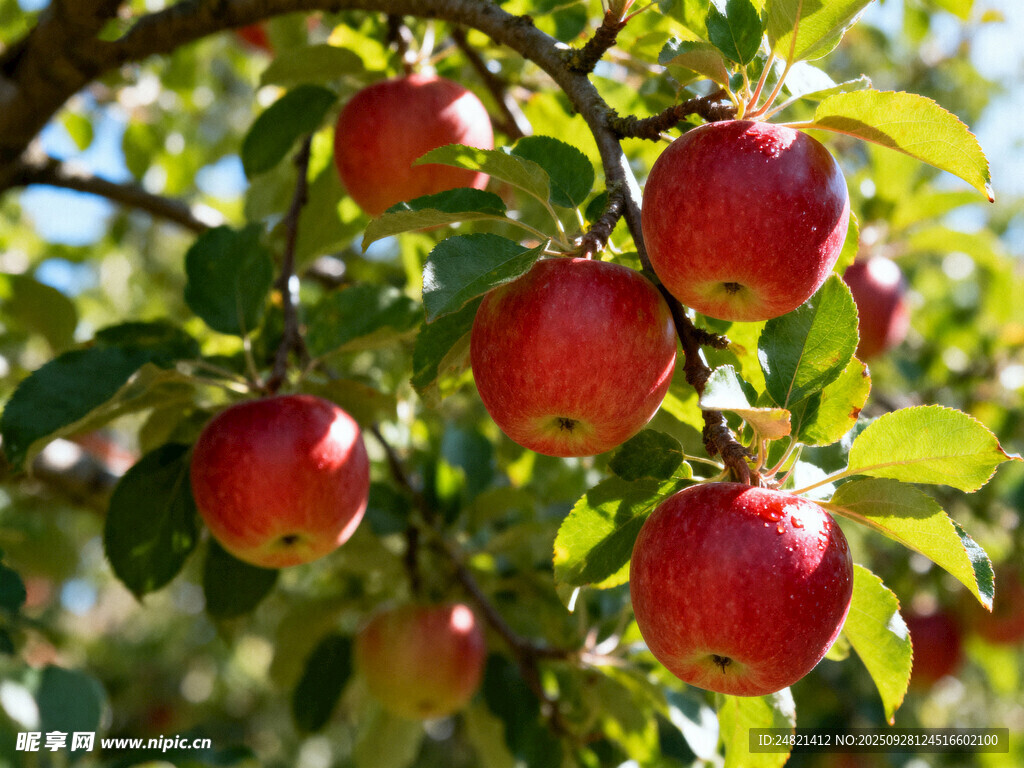 枝头红苹果