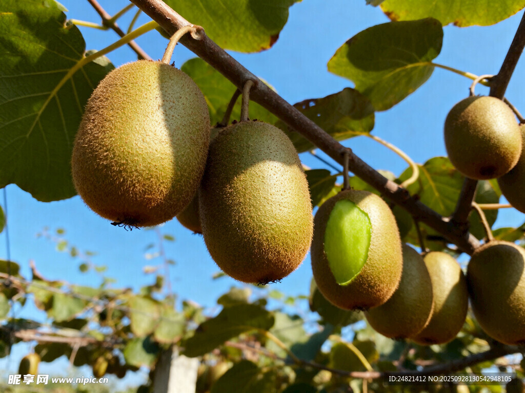 枝头挂着饱满的猕猴桃