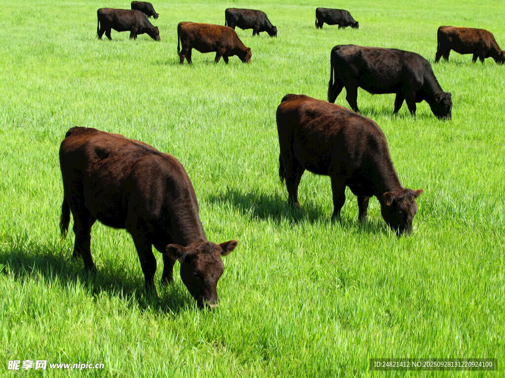 草原上的牛群