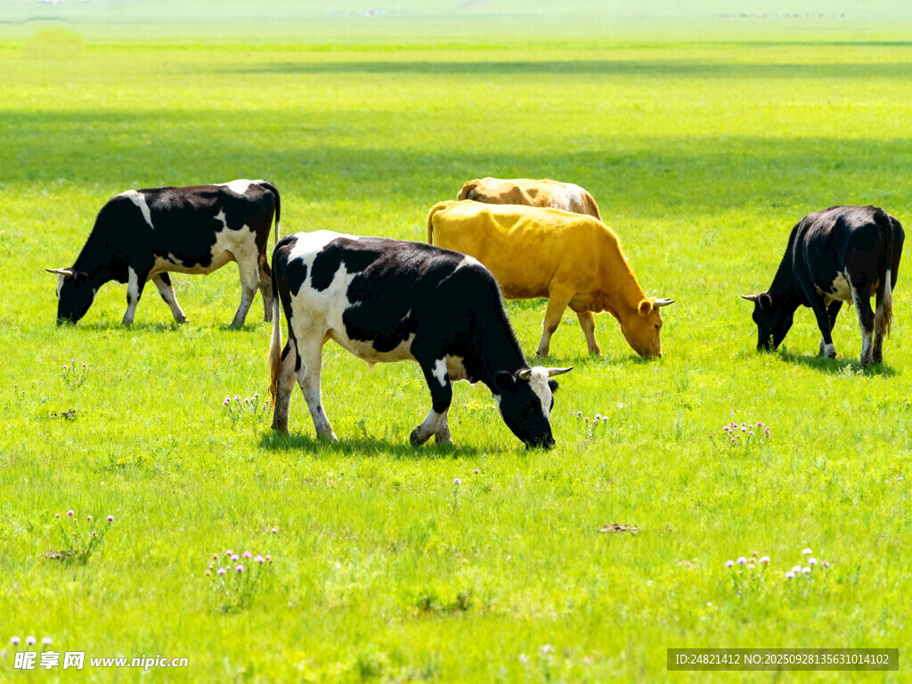 草原上的牛群悠然吃草
