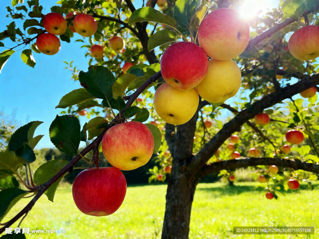 阳光下硕果累累的苹果树