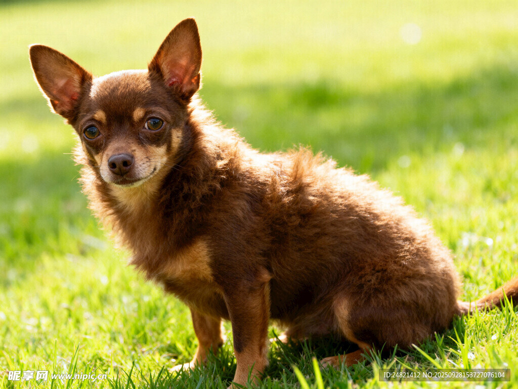 草地上的可爱棕色小狗